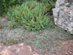 Cheilanthes quadripinnata