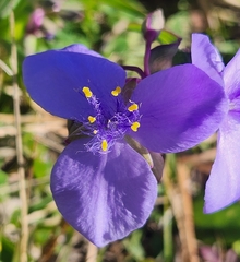 Tradescantia ohiensis