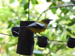 Icterus leucopteryx