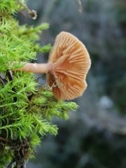 Tubariaceae