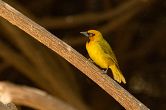 Ploceus brachypterus