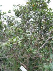 Ochna arborea