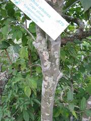 Ochna arborea
