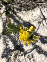 Cyclopia genistoides