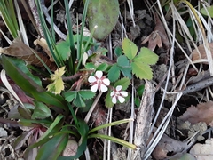 Potentilla micrantha