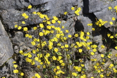 Youngia heterophylla