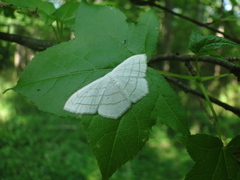 Scopula ordinata
