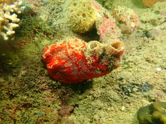 Polycarpa pigmentata