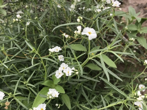 Fragrant heliotrope (Euploca greggii)