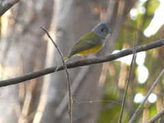 Culicicapa ceylonensis