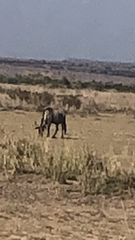 Connochaetes taurinus