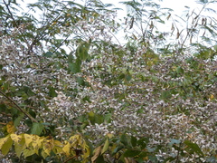 Congea tomentosa