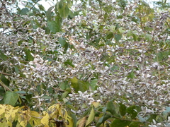 Congea tomentosa