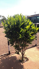 Codiaeum variegatum