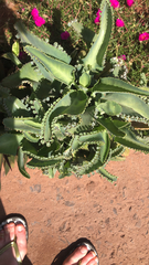 Kalanchoe daigremontiana