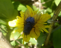Calliphora vomitoria