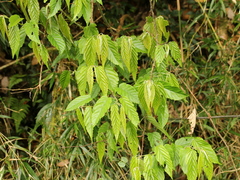 Rubus kawakamii