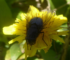Calliphora vomitoria