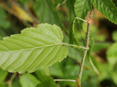 Rubus kawakamii