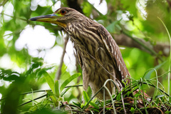 Nycticorax nycticorax