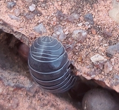 Armadillidium vulgare