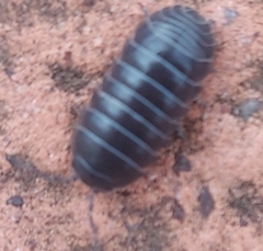 Armadillidium vulgare