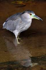 Nycticorax nycticorax