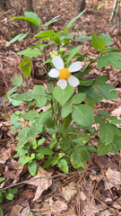 Bidens pilosa