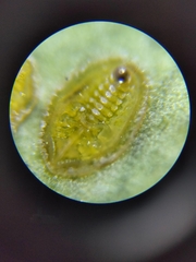 Bactericera cockerelli
