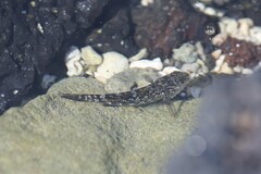 Bathygobius coalitus