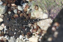 Bathygobius coalitus