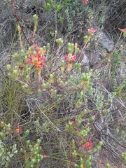 Erica abietina