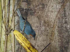 Euneornis campestris