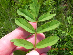 Tephrosia macropoda