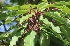 Daphniphyllum macropodum