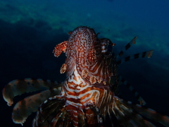 Pterois miles
