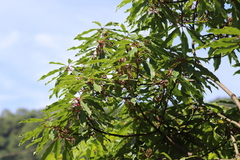 Daphniphyllum macropodum
