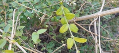 Jasminum auriculatum