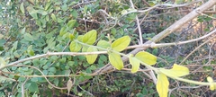 Jasminum auriculatum