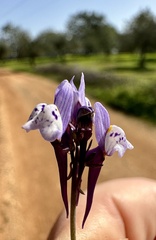 Linaria amethystea