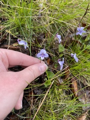 Viola labradorica