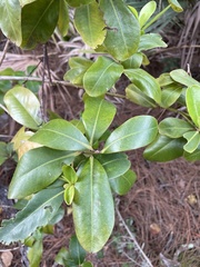Myrsine cubana