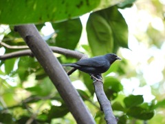 Euneornis campestris