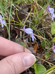 Viola labradorica