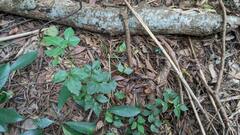 Eleutherococcus trifoliatus setosus
