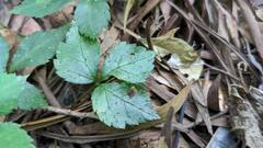 Eleutherococcus trifoliatus setosus