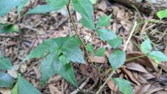 Eleutherococcus trifoliatus setosus
