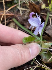Viola labradorica
