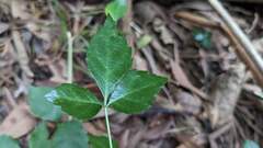 Eleutherococcus trifoliatus setosus