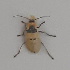 Chauliognathus missionum